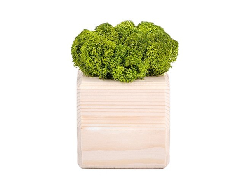 Композиция Мох в интерьере