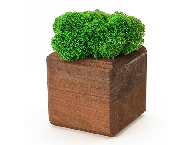 Композиция Мох в интерьере