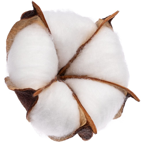 Цветок хлопка Cotton