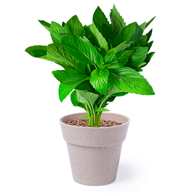 Два горшочка NERTEL для выращивания петрушки и мяты с семенами, биоразлагаемый материал, грун