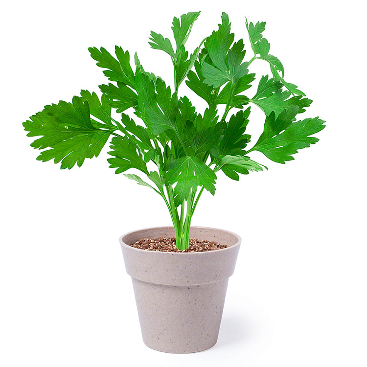 Два горшочка NERTEL для выращивания петрушки и мяты с семенами, биоразлагаемый материал, грун