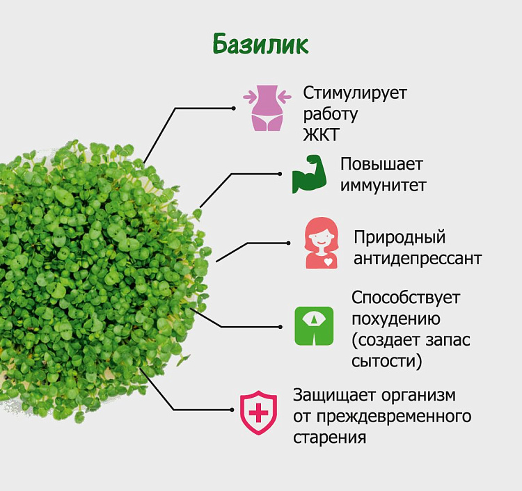 Комплект для выращивания. "Моя микрозелень": БАЗИЛИК