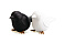 Набор для специй Sparrow Salt &amp; Pepper